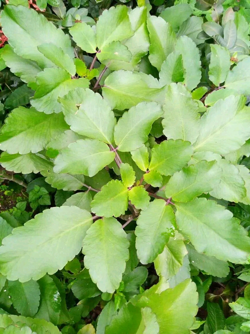 HEALTH BENEFITS OF MIRACLE LEAF (Bryophllum Pinnatum) - ThingsCouplesDo