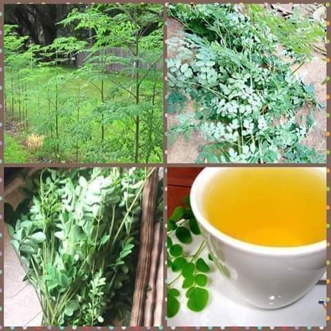 HEALTH BENEFITS OF MORINGA/ MALUNGGAY LEAF - ThingsCouplesDo