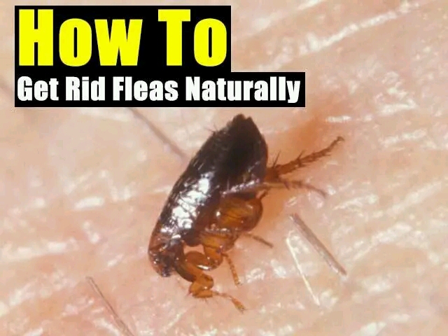 HOW TO GET RID OF FLEAS ON PETS NATURALLY - ThingsCouplesDo